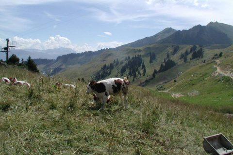Les pistes